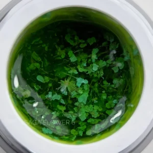 Saga Professional Flower Gel Nr.06 5g.